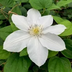 Clematis Marie Boisselot | 3L Pot