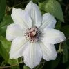 Clematis Miss Bateman | 3L Pot -All Plants Sales Store PL00001608 7bf8