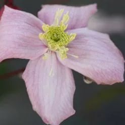 Clematis Elizabeth | 3L Pot