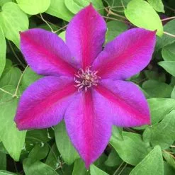 Clematis Mrs N. Thompson | 3 Lt Pot
