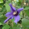 Clematis Petit Faucon ('Evisix') (PBR) | 3L Pot -All Plants Sales Store PL00001633 a353