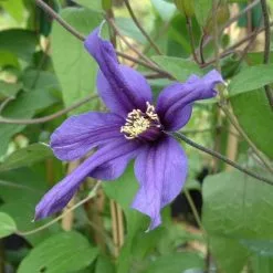 Clematis Petit Faucon ('Evisix') (PBR) | 3L Pot