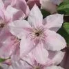 Clematis Pink Fantasy | 3L Pot -All Plants Sales Store PL00001636 68bb