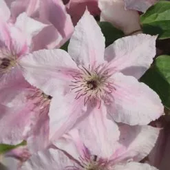 Clematis Pink Fantasy | 3L Pot