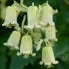 Clematis Rehderiana | 3L Pot -All Plants Sales Store PL00001639 234b