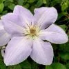 Clematis Special Occasion | 3 Lt Pot