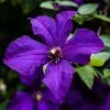 Clematis Polish Spirit | 3L Pot 2 Clematis Polish Spirit | 3L Pot -All Plants Sales Store PL00001664 f7a0