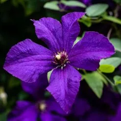 Clematis Polish Spirit | 3L Pot