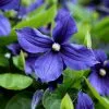 Clematis X Durandii | 3 Lt Pot 1 Clematis X Durandii | 3 Lt Pot -All Plants Sales Store PL00001672 7b45