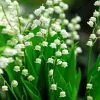 Convallaria Majalis | 2 Litre Pot 2 Convallaria Majalis | 2 Litre Pot -All Plants Sales Store PL00001688 0bf8