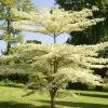 Cornus Controversa Variegata | 12 Lt Pot -All Plants Sales Store PL00001750 4b59