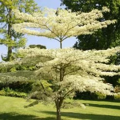 Cornus Controversa Variegata | 12 Lt Pot