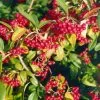 Cotoneaster Cornubia | 2L Pot -All Plants Sales Store PL00001877 32d7
