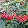 Cotoneaster Franchetii | 2L Pot 1 Cotoneaster Franchetii | 2L Pot -All Plants Sales Store PL00001895 f735