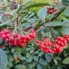 Cotoneaster Franchetii | 7.5L Pot