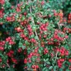 Cotoneaster Horizontalis | 2L Pot 1 Cotoneaster Horizontalis | 2L Pot -All Plants Sales Store PL00001900 26c4