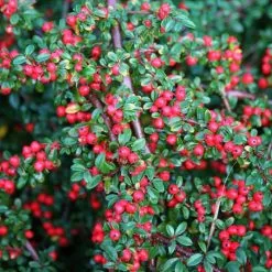 Cotoneaster Horizontalis | 2L Pot