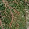 Cryptomeria Japonica Elegans Nana | 3 Litre Pot