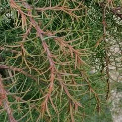Cryptomeria Japonica Elegans Nana | 3 Litre Pot