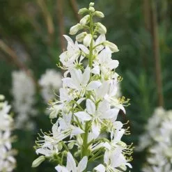 Dictamnus Albus | 1 Litre Pot