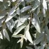 Elaeagnus Quicksilver | 12 Litre Pot 2 Elaeagnus Quicksilver | 12 Litre Pot -All Plants Sales Store PL00002317 2ba5