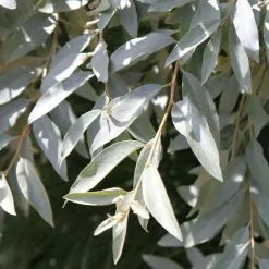 Elaeagnus Quicksilver | 12 Litre Pot