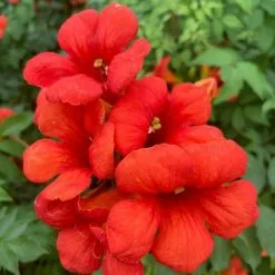 Campsis × Tagliabuana Summer Jazz Fire Trumpet ('Takarazuka Fresa') (Summer Jazz Series) (PBR) | 3L Pot