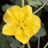 Fremontodendron California Glory | 3L Pot -All Plants Sales Store PL00002694 553b