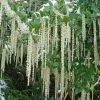 Garrya Elliptica James Roof | 2L Pot -All Plants Sales Store PL00002738 2be6