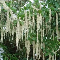 Garrya Elliptica James Roof | 2L Pot