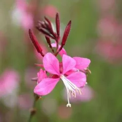 Oenothera Lindheimeri Siskiyou Pink | 2 Litre Pot