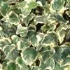Hedera Algeriensis Gloire De Marengo | 3L Pot -All Plants Sales Store PL00002967 dc17