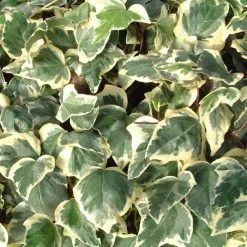 Hedera Algeriensis Gloire De Marengo | 3L Pot