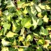 Hedera Helix Oro Di Bogliasco | 3L Pot -All Plants Sales Store PL00002979 b972