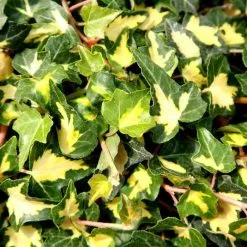 Hedera Helix Oro Di Bogliasco | 3L Pot
