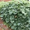 Hedera Helix Glacier | 3L Pot -All Plants Sales Store PL00002986 c5e1