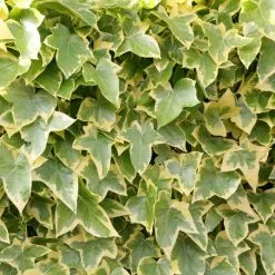 Hedera Helix Goldchild | 3L Pot