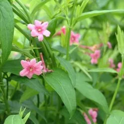 Jasminum Beesianum | 3L Pot
