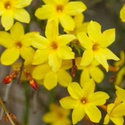 Jasminum Nudiflorum | 3L Pot