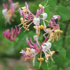 Lonicera × Americana | 3L Pot