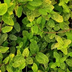 Lonicera Japonica Aureoreticulata | 3L Pot