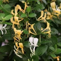 Lonicera Japonica Halliana | 3L Pot