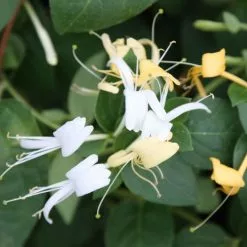 Lonicera Japonica Halls Prolific | 3L Pot