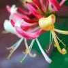 Lonicera Periclymenum Belgica | 3L Pot 1 Lonicera Periclymenum Belgica | 3L Pot -All Plants Sales Store PL00003794 2c44
