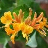 Lonicera × Tellmanniana | 3L Pot 2 Lonicera × Tellmanniana | 3L Pot -All Plants Sales Store PL00003807 f223