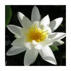 Nymphaea Tetragona | 1 Litre Aquatic Pot