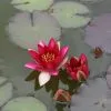 Nymphaea Pygmaea Rubra | 1 Litre Aquatic Pot -All Plants Sales Store PL00004077 f570
