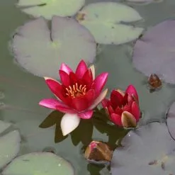 Nymphaea Pygmaea Rubra | 1 Litre Aquatic Pot