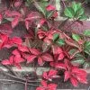 Parthenocissus Henryana | 3L Pot -All Plants Sales Store PL00004261 adda