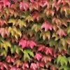 Parthenocissus Tricuspidata Veitchii | 3 Lt Pot -All Plants Sales Store PL00004268 b3b3